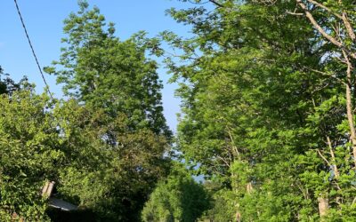 Ci piace vincere facile